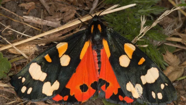 Scarlet tiger moth