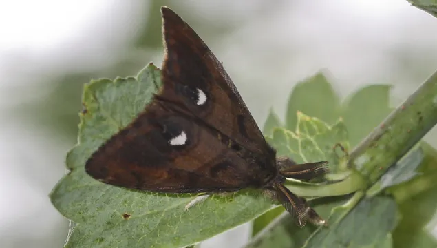 Male vapourer moth