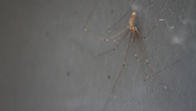 Cellar spider