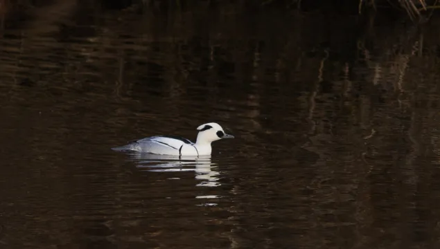 Smew (male)