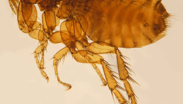 Cat flea