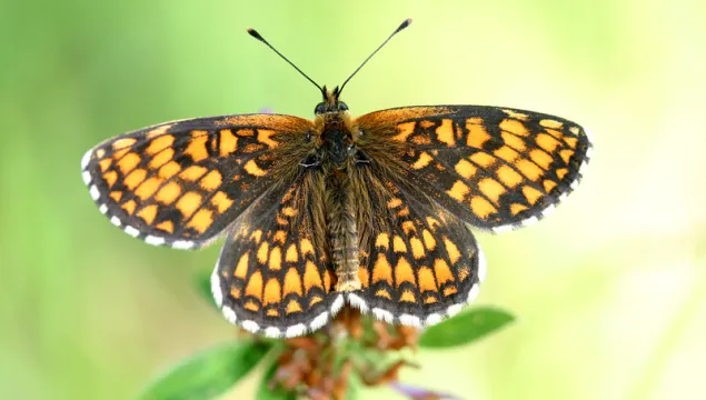 Colour photo of dark brown and orange heath fritillary butterfly  