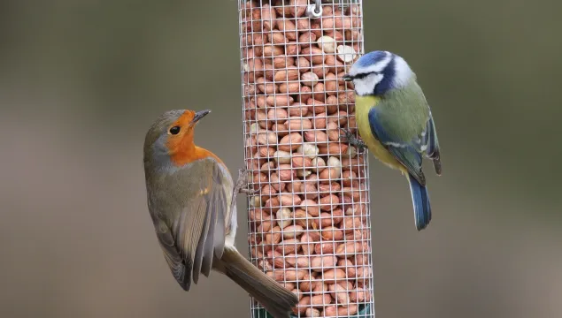 A robin and a blue tit feeding from a full hanging bird feeder.