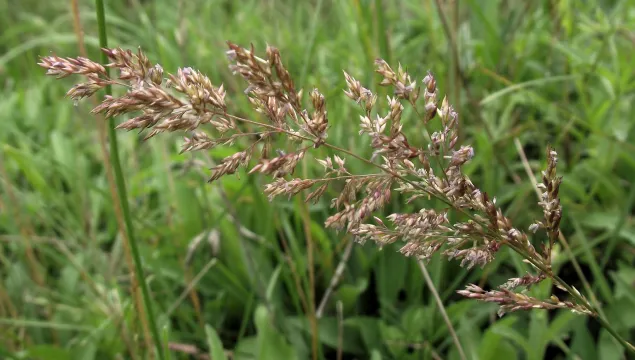 Creeping bent with grass background