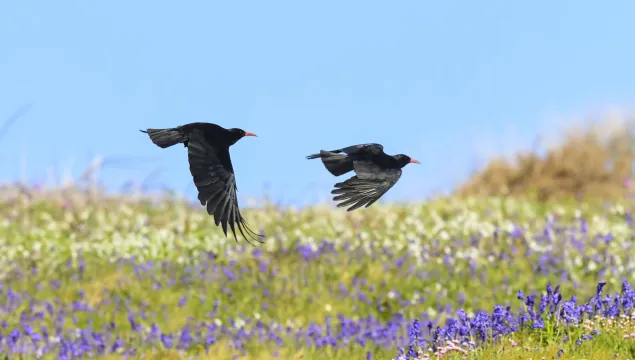 Two flying chough