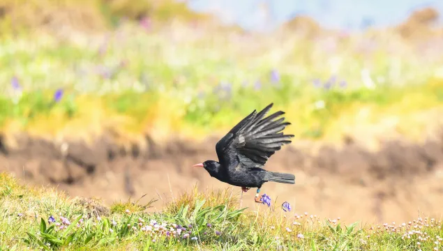 A flying chough over grassland