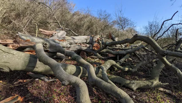 Storm damage at a Kent Wildlife Trust reserve