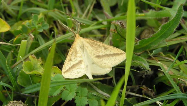 Straw Belle Moth on grass at Lydden Temple Ewan