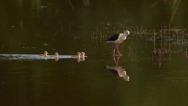 A black-winged stilt wading through a pool on its long, pink legs, with four small chicks swimming along behind it