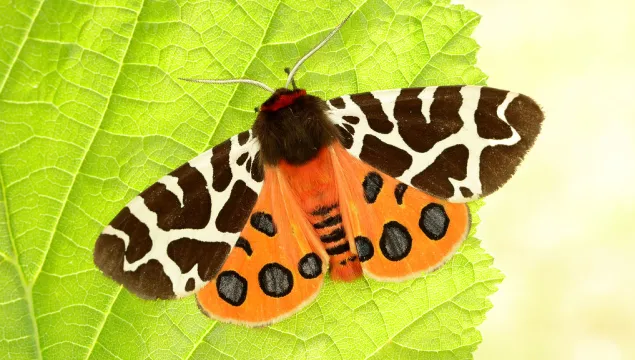vibrant orange and red moth