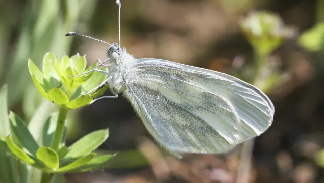 A wood white butterfly resting on a plant, with its distinctive oval wings closed