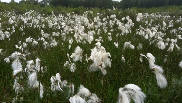 Cotton grass Hothfield