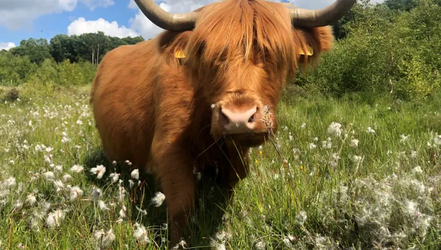 hghland cattle in hothfield heathlands bog