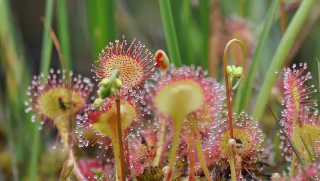 Round leaved sundew at Hothfield Bog