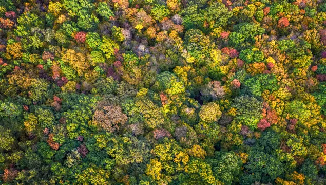aerial colourful forest trees