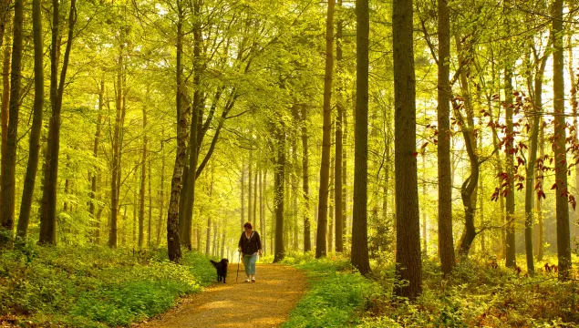 Dog walk through woodland forest