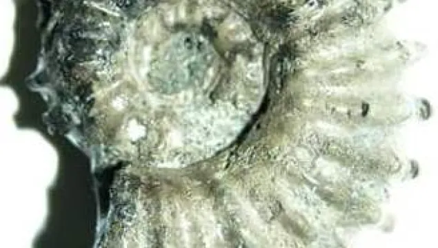 Ammonite by by Philip Hadland