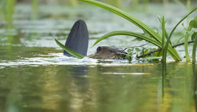 Baby beaver at Ham Fen by Terry Whittaker