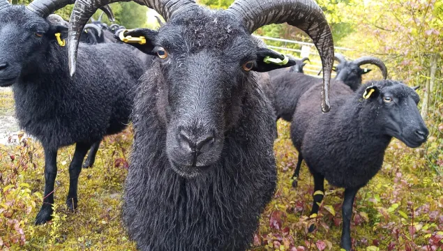 Face shot of a hebridean sheep with horns