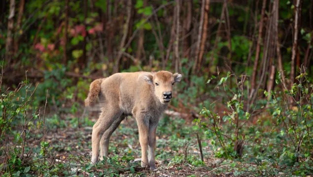 Bison calf by Donovan Wright