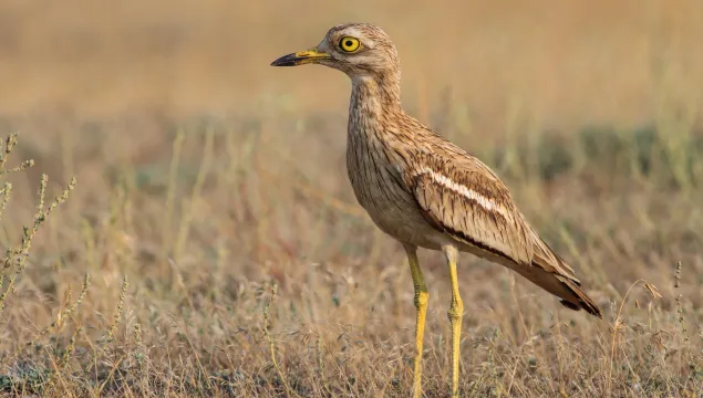 A stone curlew stands in a dry grassland