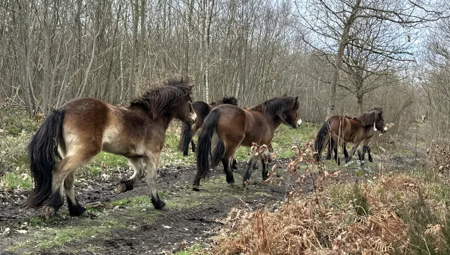 Exmoor ponies