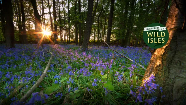 Bluebells in the forest with sunset - inspired by Wild Isles