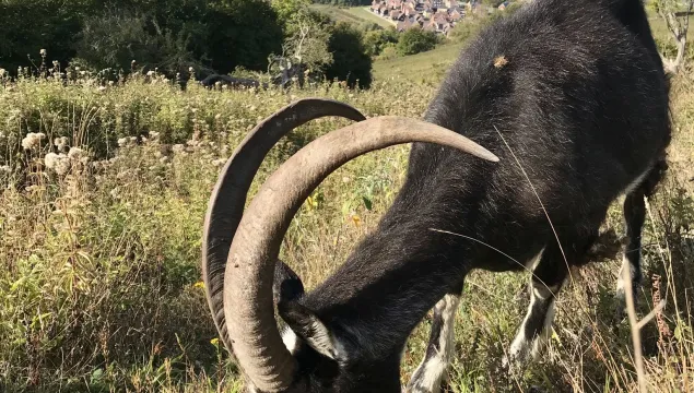 Feral goats