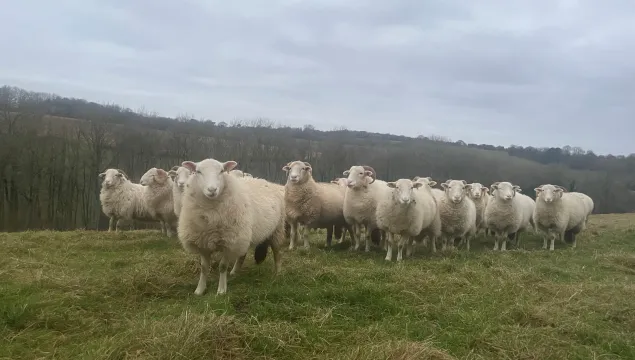 White-faced woodland sheep