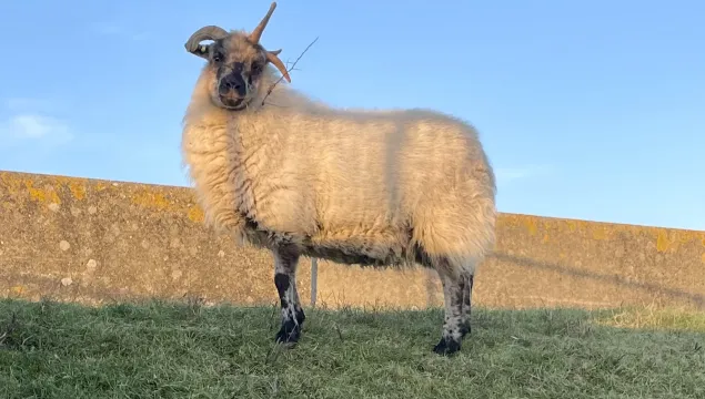 Shetland X sheep