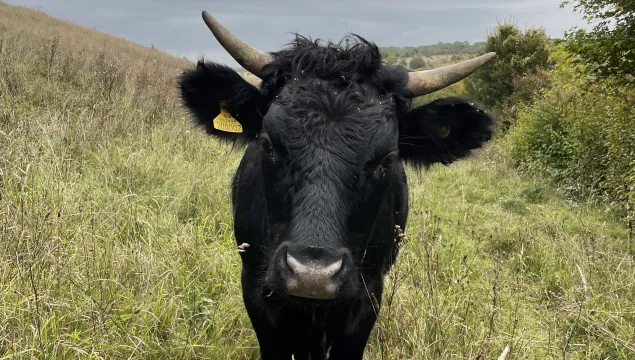 Dexter cattle