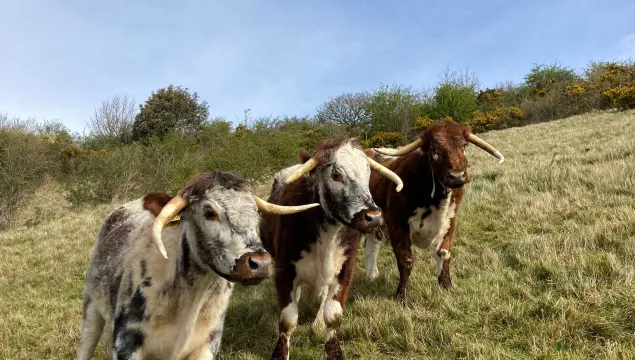 Longhorn cattle