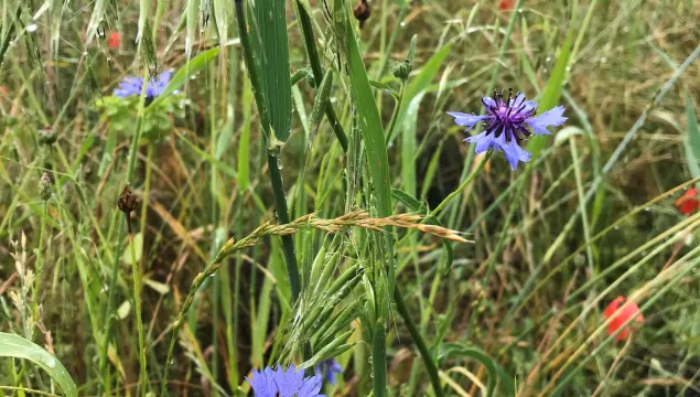 A close up of mixed wildflowers growing at Polhill reserve