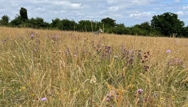 A flowering field that has very low intensity summer sheep grazing to extend the flowering time of the grassland 