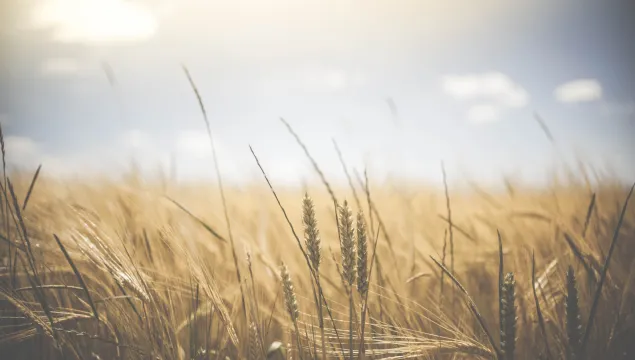 Field of wheat, close up on the wheat