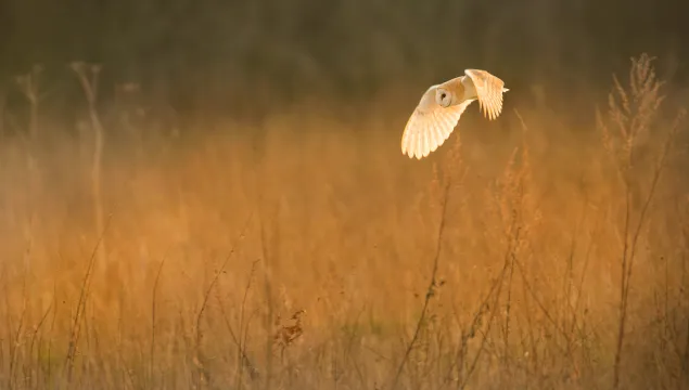 Barn owl