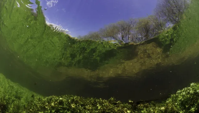 River Itchen, with aquatic plants reflected in the surface. England: Hampshire, Ovington, May