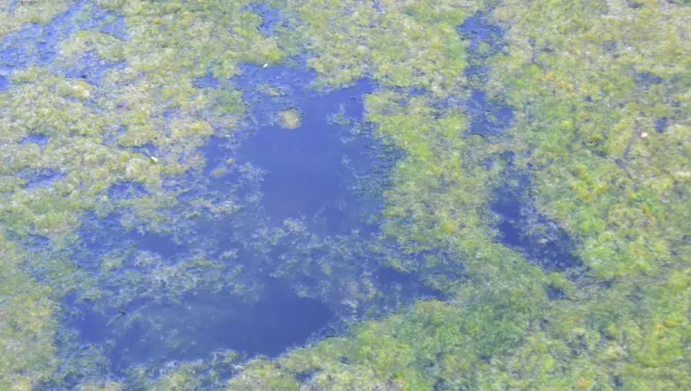 Algal blooms in river