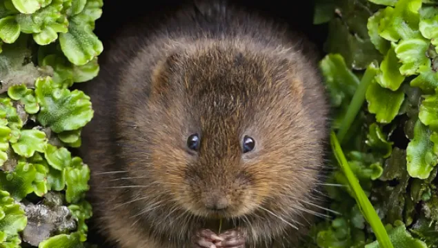water vole in hole by the water surrounded by aquatic plants covering his burrow entrance