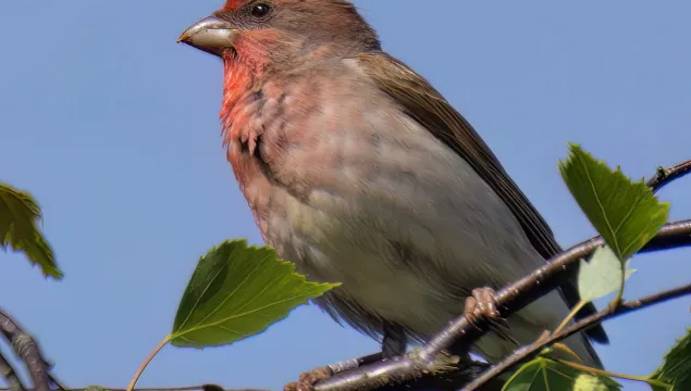 A male common rosefinch perched on a thin tree branch. It's a chunky bird with a red wash to the face and breast