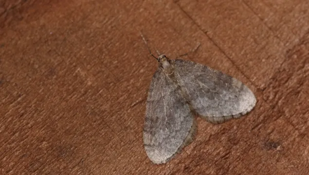 A winter moth resting on a wooden board. It's an almost triangular, pale grey-brown moth