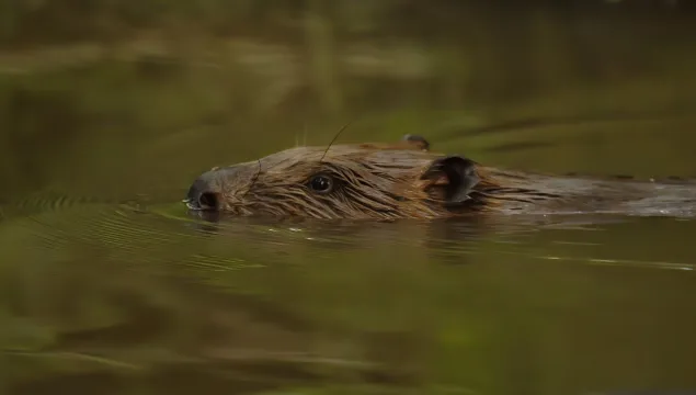 Beaver swimming with its head just above the water