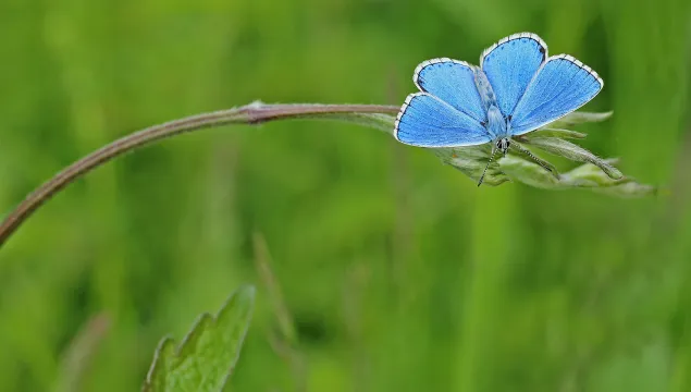 Adonis blue (c) KWT