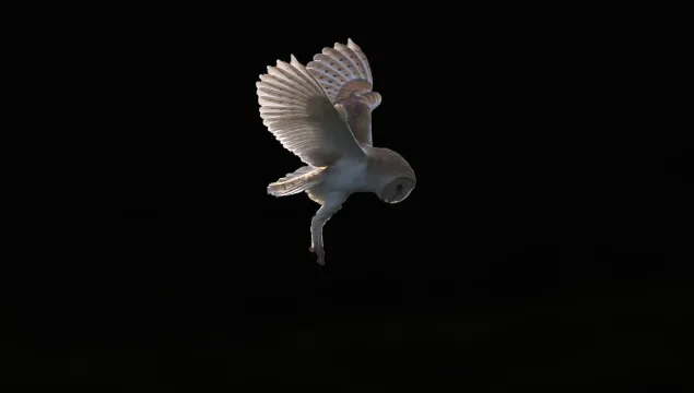 Barn owl hunting at night by Donald Sutherland