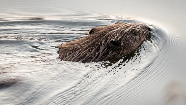 Beaver at Loch of the Lowes, Scottish Wildlife Trust © Ron Walsh