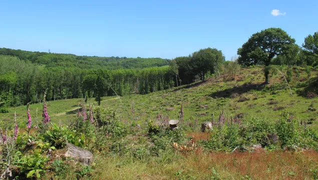 Bigbury camp nature reserve view of orchids over landscape