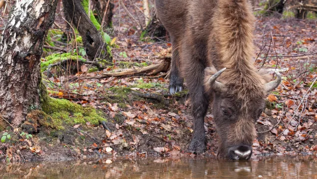 Bison drinking water