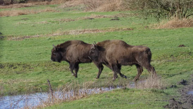 Bison Netherlands - Amanda Fegan