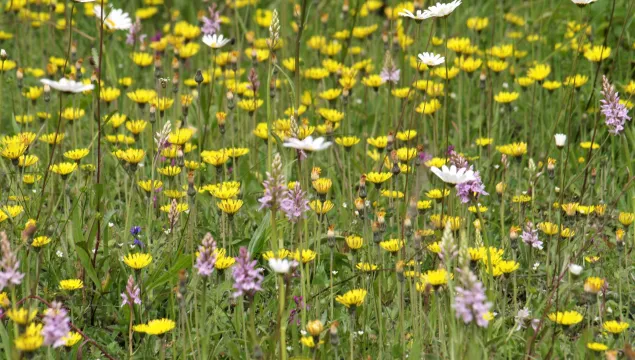 Bluebell Hill nature reserve