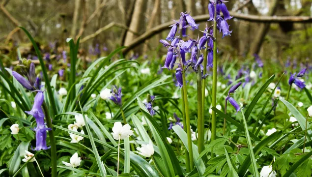 Bluebells and anenomes at covert wood by Tim Horton